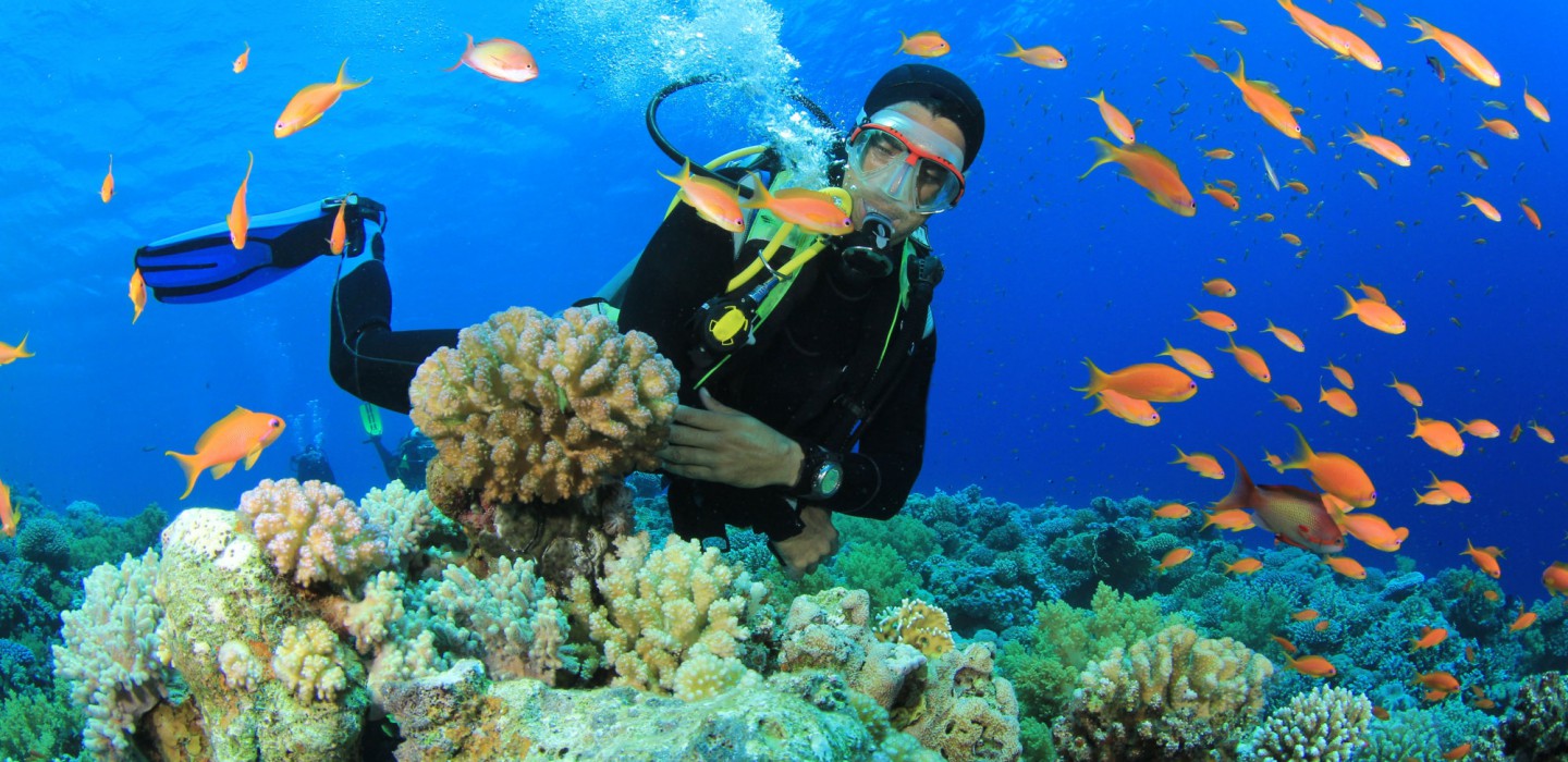 Coral Viewing