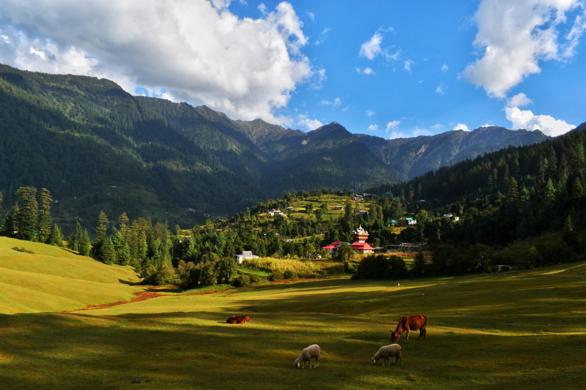 Shimla